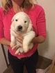 Small Photo #6 Great Pyrenees Puppy For Sale in RED HOUSE, WV, USA