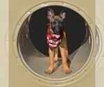 Small #5 Mutt