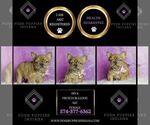 Small #1 French Bulldog
