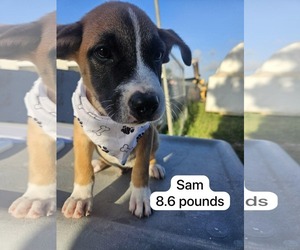 Chihuahua-Labrador Retriever Mix Dogs for adoption in Virginia Beach, VA, USA