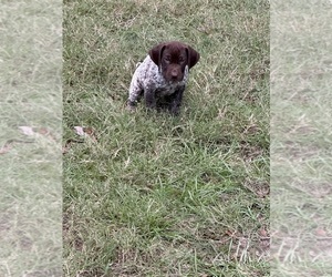 German Shorthaired Pointer Puppy for sale in WALLER, TX, USA