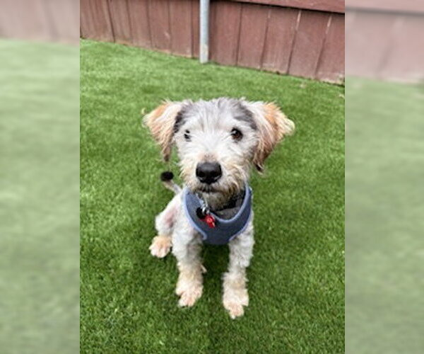 Medium Photo #7 Mutt Puppy For Sale in San Diego, CA, USA