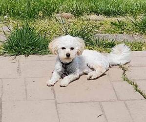 Poodle (Miniature) Puppy for sale in INDIANAPOLIS, IN, USA