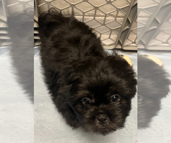 Medium Photo #8 Shih Tzu Puppy For Sale in ROSEVILLE, OH, USA