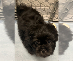Small Photo #8 Shih Tzu Puppy For Sale in ROSEVILLE, OH, USA