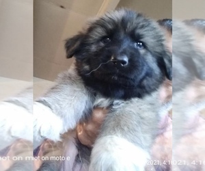 King Shepherd Puppy for sale in YUCCA VALLEY, CA, USA