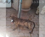 Small Photo #11 Mutt Puppy For Sale in Apple Valley, CA, USA