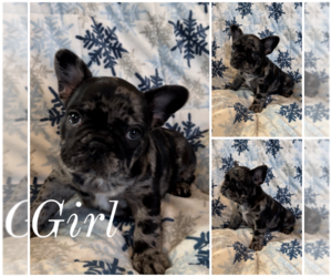 French Bulldog Puppy for sale in CALEDONIA, MN, USA