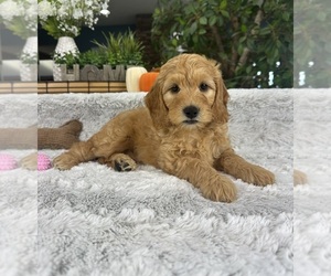 Goldendoodle Puppy for sale in GREENFIELD, IN, USA