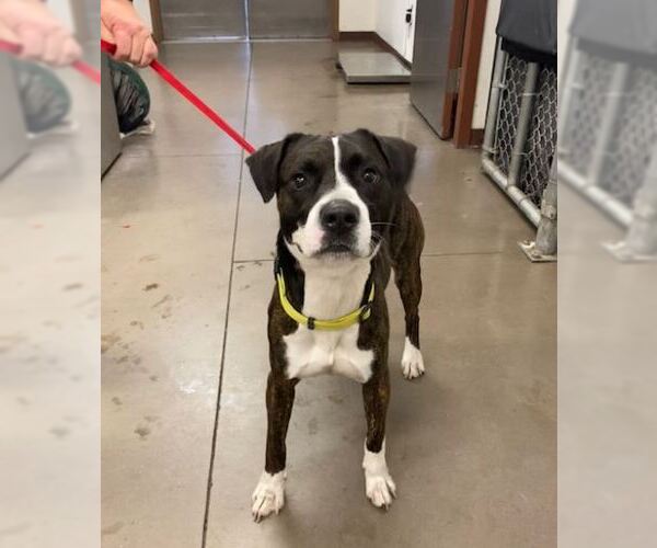 Medium Photo #3 Boxador Puppy For Sale in Chandler, AZ, USA