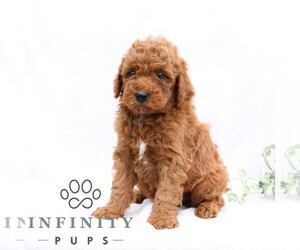 Goldendoodle (Miniature) Puppy for sale in EPHRATA, PA, USA