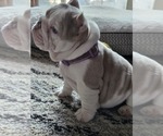 Small #5 English Bulldog