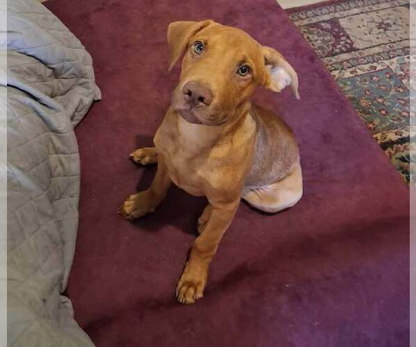Medium Photo #2 Mutt Puppy For Sale in Martinsburg, WV, USA