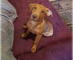 Small #1 Mutt