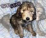 Small Photo #7 Bernedoodle Puppy For Sale in LEES SUMMIT, MO, USA