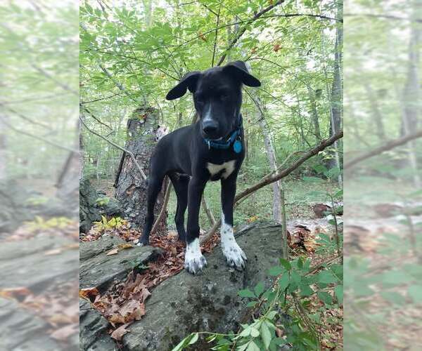 Medium Photo #3 Labrador Retriever-Unknown Mix Puppy For Sale in pomfret, CT, USA