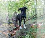 Small #2 Labrador Retriever Mix