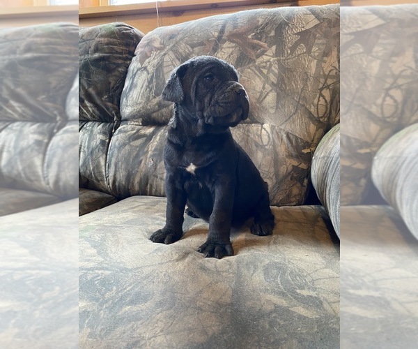 Medium Photo #1 Cane Corso Puppy For Sale in LEWISBURG, PA, USA