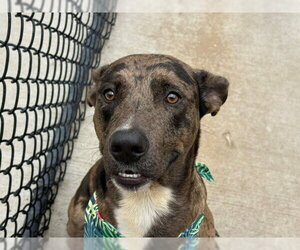 Mutt Dogs for adoption in Tulsa, OK, USA