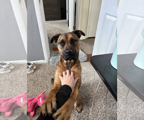 Medium Photo #3 Mutt Puppy For Sale in Fort Collins, CO, USA