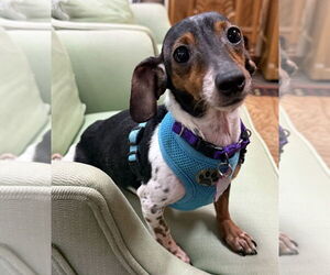 Dachshund Dogs for adoption in Mundelein, IL, USA