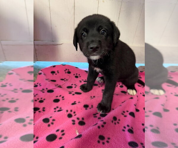 Medium Photo #1 Great Dane Puppy For Sale in Bullard, TX, USA