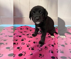 Great Dane Dogs for adoption in Bullard, TX, USA