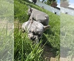 Small Photo #7 French Bulldog Puppy For Sale in MIDDLEBURY, IN, USA