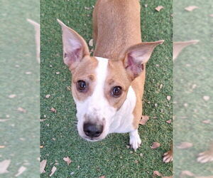 Chihuahua-Unknown Mix Dogs for adoption in Woodland, CA, USA