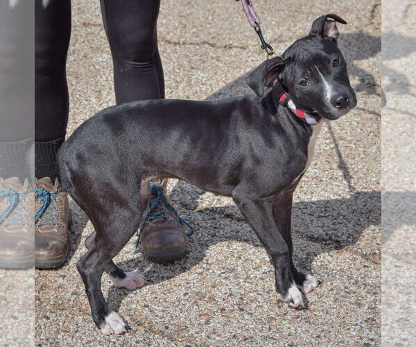 Medium Photo #2 American Staffordshire Terrier-Unknown Mix Puppy For Sale in Huntley, IL, USA