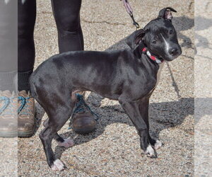 Nyx - Female American Staffordshire Terrier-Unknown Mix Dog for Adoption - Photo #2