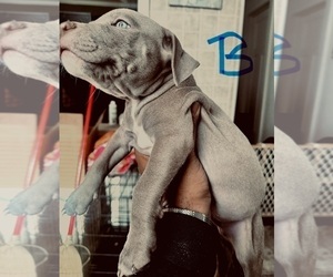 American Bully Puppy for sale in LAKE STATION, IN, USA