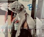 Small American Bully