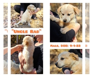 Australian Cattle Dog-Great Pyrenees Mix Puppy for sale in MONETA, VA, USA