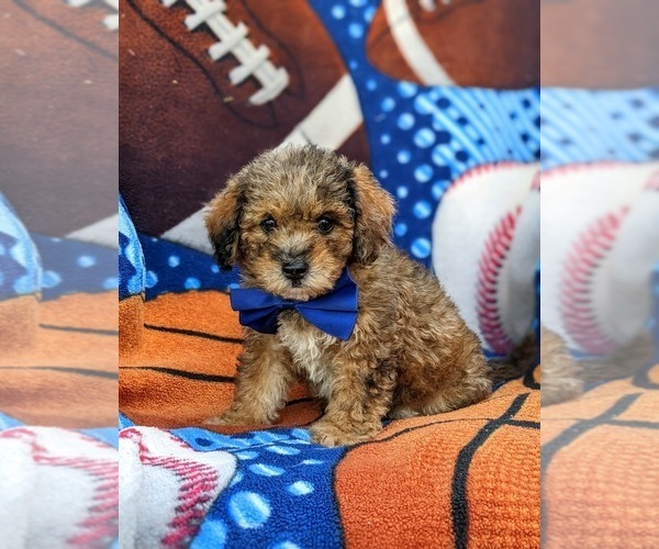 Medium Photo #1 Lhasa-Poo Puppy For Sale in LINCOLN UNIVERSITY, PA, USA