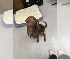 Chocolate Labrador retriever-Unknown Mix Dogs for adoption in Low Moor, VA, USA
