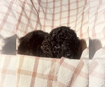 Small Photo #9 Labradoodle Puppy For Sale in VICTORIA, TX, USA