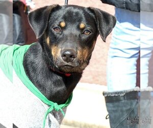 Mutt Dogs for adoption in Washington, DC, USA