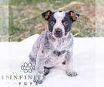 Small #1 Australian Cattle Dog