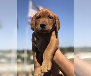 Labrador Retriever Puppy for sale in RIVERSIDE, CA, USA