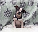 Small Photo #3 Boston Terrier Puppy For Sale in LAKELAND, FL, USA