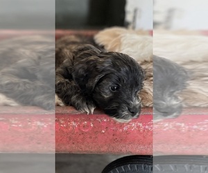 Poodle (Miniature)-Sheepadoodle Mix Puppy for sale in BLUFFTON, IN, USA