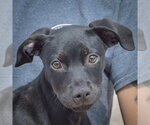 Small #5 American Staffordshire Terrier Mix