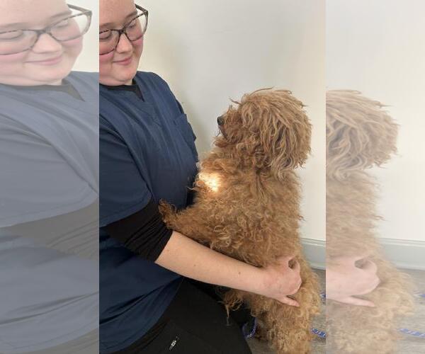 Medium Photo #4 Poodle (Miniature) Puppy For Sale in Westminster, MD, USA