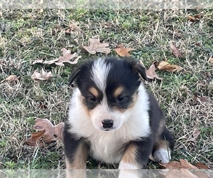 English Shepherd Puppy for sale in CAVE CITY, AR, USA