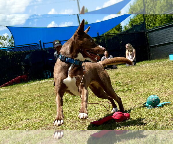 Medium Photo #3 Mutt Puppy For Sale in Weaverville, NC, USA