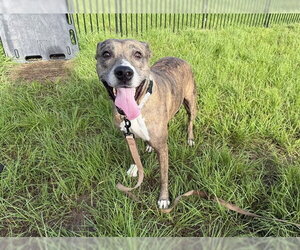 American Pit Bull Terrier Dogs for adoption in Ocala, FL, USA