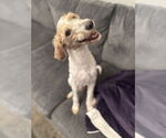 Small Mutt