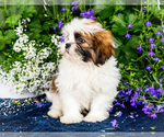 Small #8 Shih Tzu