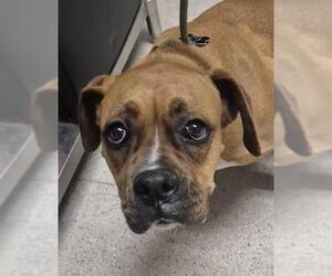 Boxer Dogs for adoption in Bakersfield, CA, USA